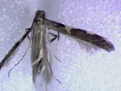 Caloptilia anthobaphes thumbnail 2