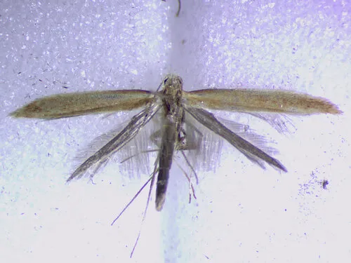Caloptilia betulivora