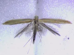 Caloptilia betulivora thumbnail 1