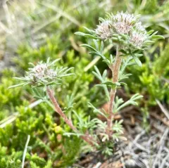 ballhead ipomopsis thumbnail 4