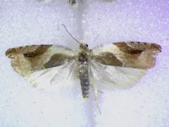 Ancylis mira thumbnail 3