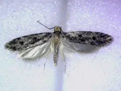 Niditinea orleansella thumbnail 4