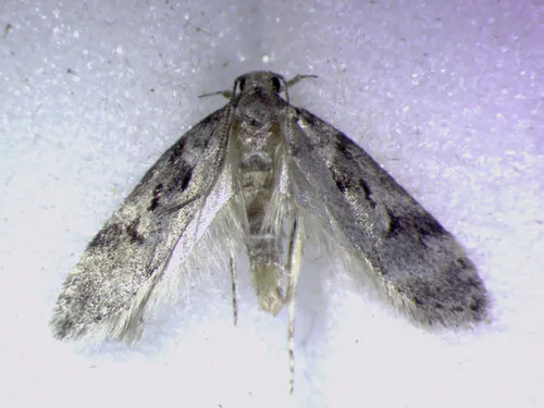 Chionodes terminimaculella