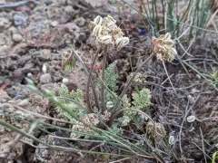 Snowline Springparsley thumbnail 3