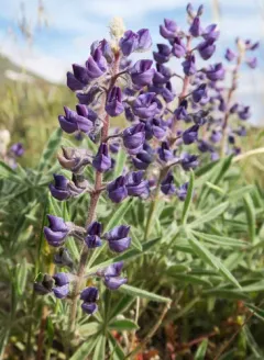 Nevada lupine thumbnail 2