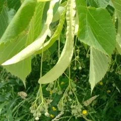 basswood thumbnail 4