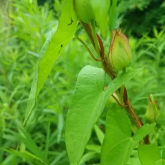 hedge bindweed thumbnail 3