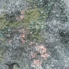 Netted shield lichen thumbnail 2
