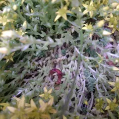 Biting Stonecrop thumbnail 3