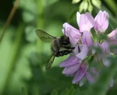 Megachile mucida thumbnail 1