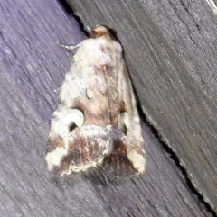 Pale-winged Midget thumbnail 4