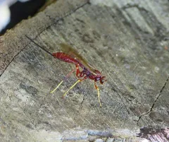 Coleocentrus rufus thumbnail 2