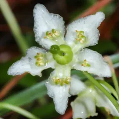 One-flowered Wintergreen thumbnail 1