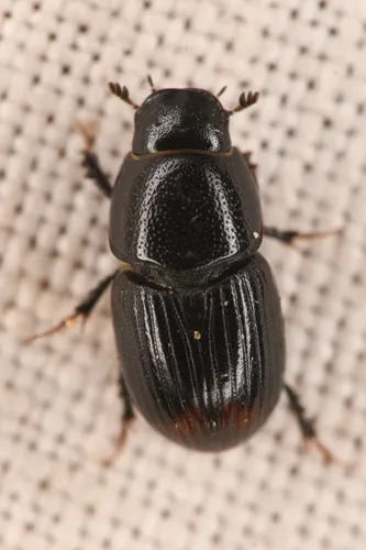 Otophorus haemorrhoidalis
