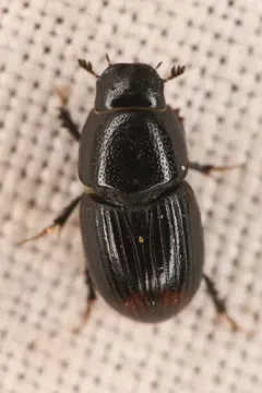 Otophorus haemorrhoidalis thumbnail 1