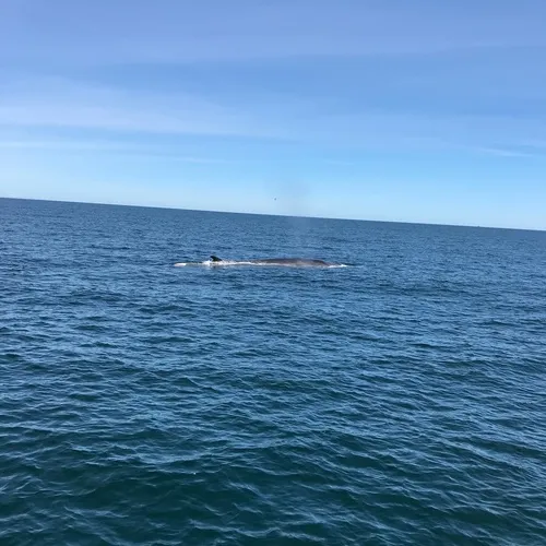 Fin Whale