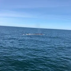 Fin Whale thumbnail 1