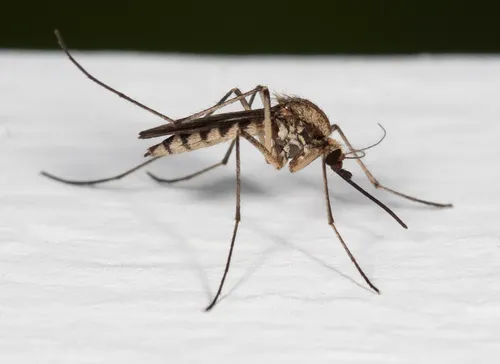 Northern Floodwater Mosquito