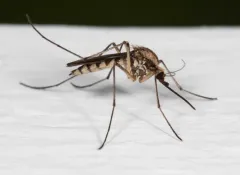 Northern Floodwater Mosquito thumbnail 1