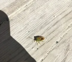Birch Shield Bug thumbnail 1