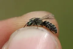 Hairy-fronted Small-Mason thumbnail 3