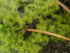 Dinothenarus nigrellus thumbnail 2