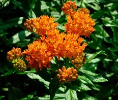butterfly milkweed thumbnail 1