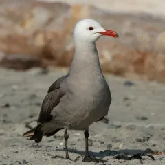 Heermann's Gull thumbnail 4