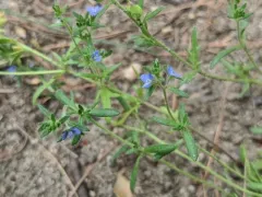 Dillenius' speedwell thumbnail 2