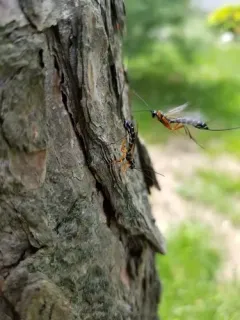 Sabre Wasp thumbnail 3