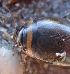 Graphoderus occidentalis thumbnail 4