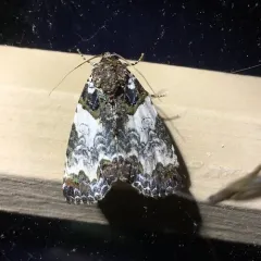Tufted Bird-dropping Moth thumbnail 3