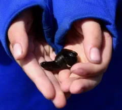 Rock Eel thumbnail 2