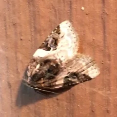 Pink-barred Pseudeustrotia Moth thumbnail 3