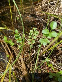 white cuckoo bitter-cress thumbnail 4