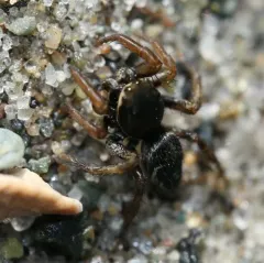 Boreal Paradise Spider thumbnail 2