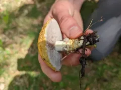 Stropharia kauffmanii thumbnail 3