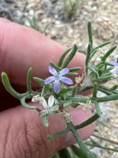 dwarf ipomopsis thumbnail 2