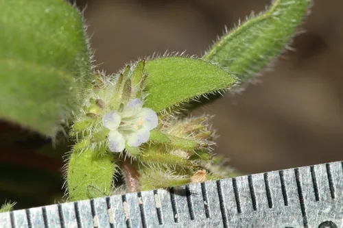 obscure scorpion plant
