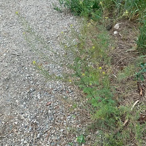 flixweed