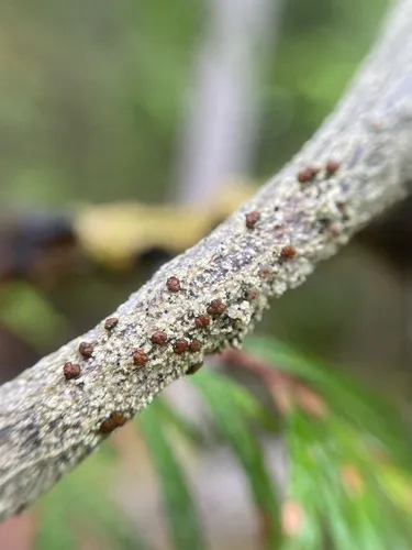Brigantiaea praetermissa