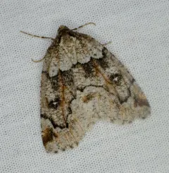 Dog-face Geometer thumbnail 3
