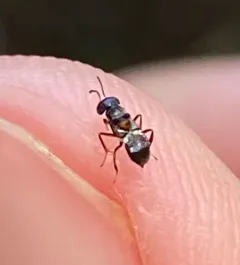 Encyrtus aurantii thumbnail 3