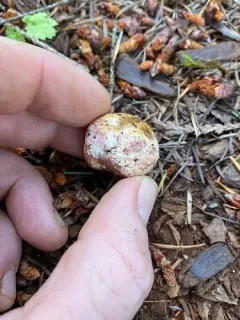 Wine-colored Pogie thumbnail 2