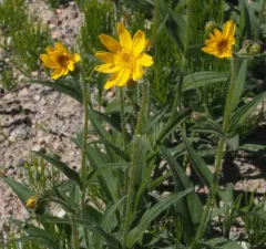 Narrowleaf Arnica thumbnail 2