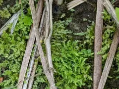 Wahlenberg's Nodding Moss thumbnail 3