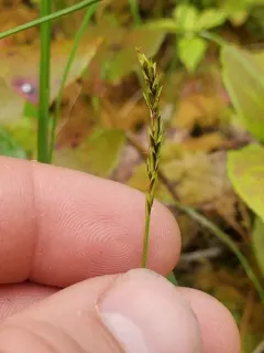Yellow-flowered Sedge thumbnail 3