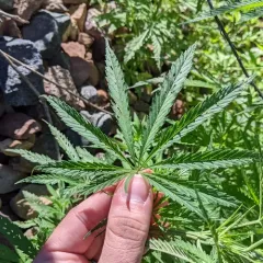 Cannabis thumbnail 1