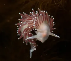 Red-fingered Coryphella thumbnail 4