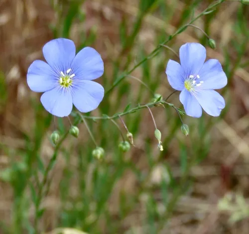 perennial flax